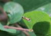 Phyllonorycter lautella